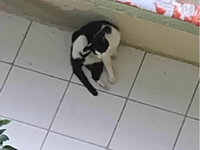 Gato ra a SRD-ViraLata idade 7 a 11 meses nome Batman