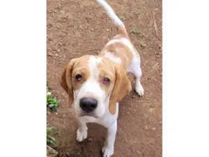 Cachorro raça SRD-ViraLata idade 3 anos nome Duke