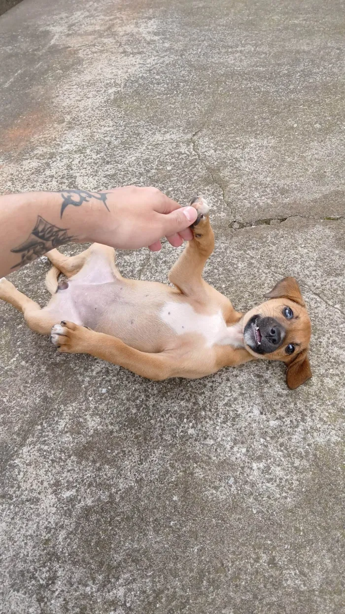 Cachorro ra a SRD-ViraLata idade 7 a 11 meses nome Marromzinha