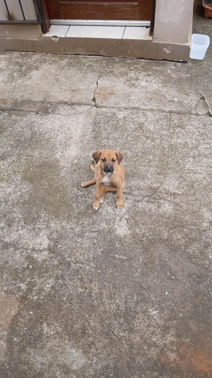 Cachorro ra a SRD-ViraLata idade 7 a 11 meses nome Marromzinha