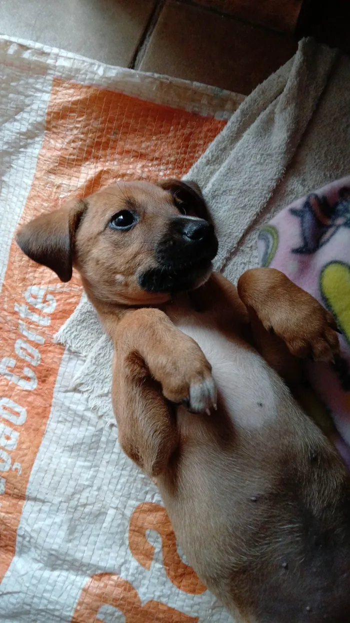 Cachorro ra a SRD-ViraLata idade 7 a 11 meses nome Marromzinha