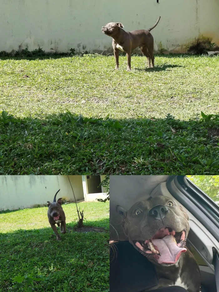 Cachorro ra a Pit-Bull idade 1 ano nome Buddy