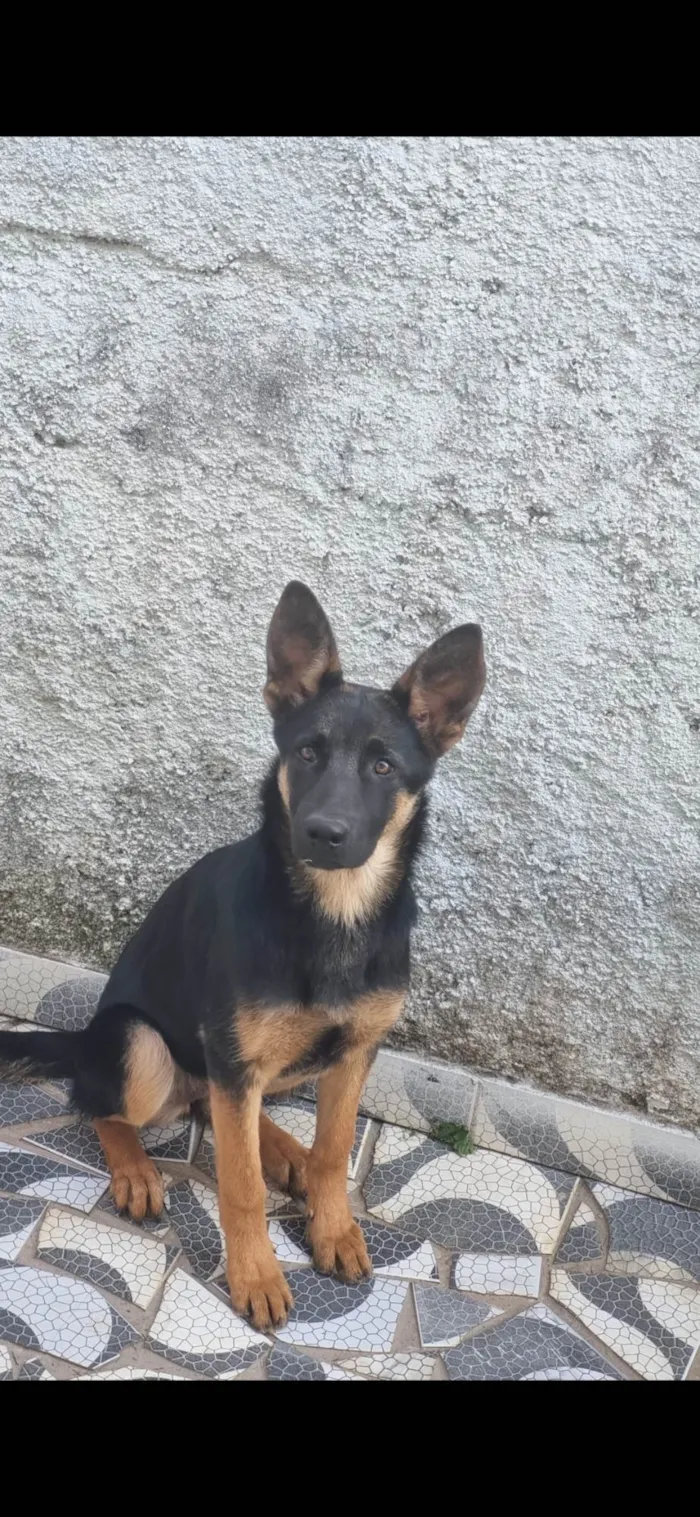 Cachorro ra a Pastor Alemão idade 7 a 11 meses nome Charlotte.