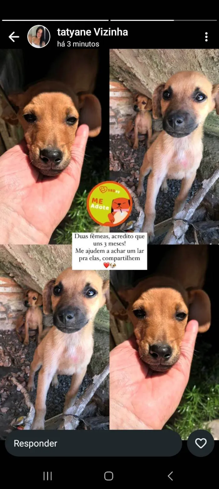 Cachorro ra a SRD-ViraLata idade 2 a 6 meses nome Nathanielle 