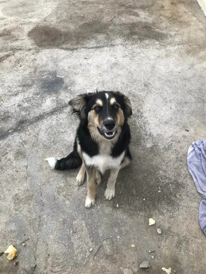 Cachorro ra a Labrador idade 2 a 6 meses nome Max