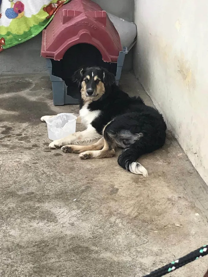 Cachorro ra a Labrador idade 2 a 6 meses nome Max