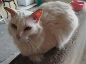 Gato raça SRD-ViraLata idade 4 anos nome Foguete 