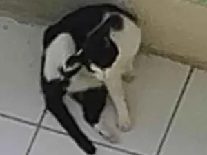 Gato raça SRD-ViraLata idade 7 a 11 meses nome Batman