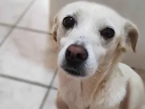 Cachorro raça SRD-ViraLata idade 6 ou mais anos nome Ursa