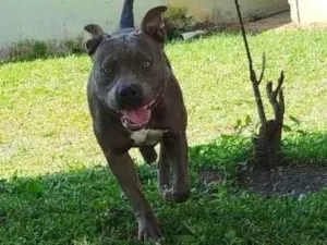 Cachorro raça Pit-Bull idade 1 ano nome Buddy