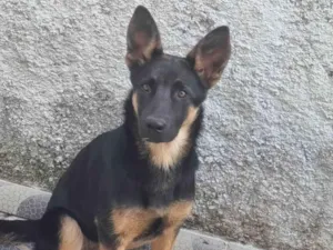 Cachorro raça Pastor Alemão idade 7 a 11 meses nome Charlotte.