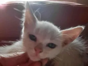 Gato raça SRD-ViraLata idade Abaixo de 2 meses nome Branquelinhos 