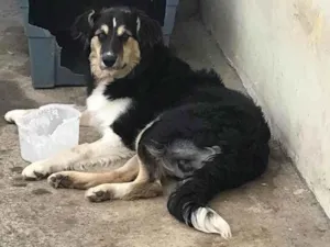 Cachorro raça Labrador idade 2 a 6 meses nome Max