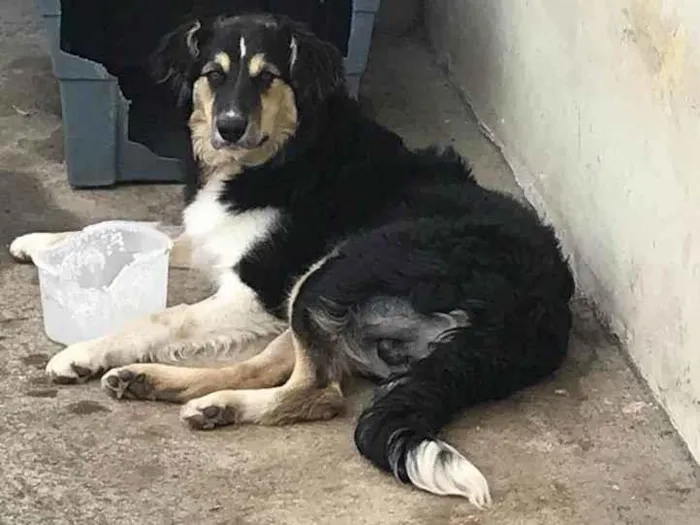 Cachorro ra a Labrador idade 2 a 6 meses nome Max