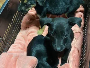 Cachorro raça SRD-ViraLata idade Abaixo de 2 meses nome Sem Nome