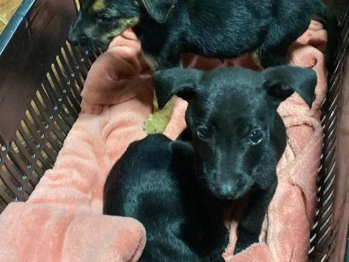 Cachorro ra a SRD-ViraLata idade Abaixo de 2 meses nome Sem Nome