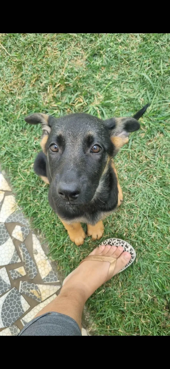 Cachorro ra a Pastor Alemão idade 7 a 11 meses nome CHARLOTTE 