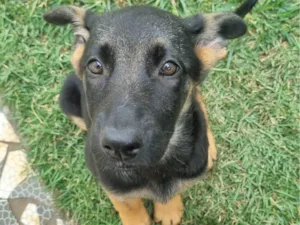 Cachorro raça Pastor Alemão idade 7 a 11 meses nome CHARLOTTE 