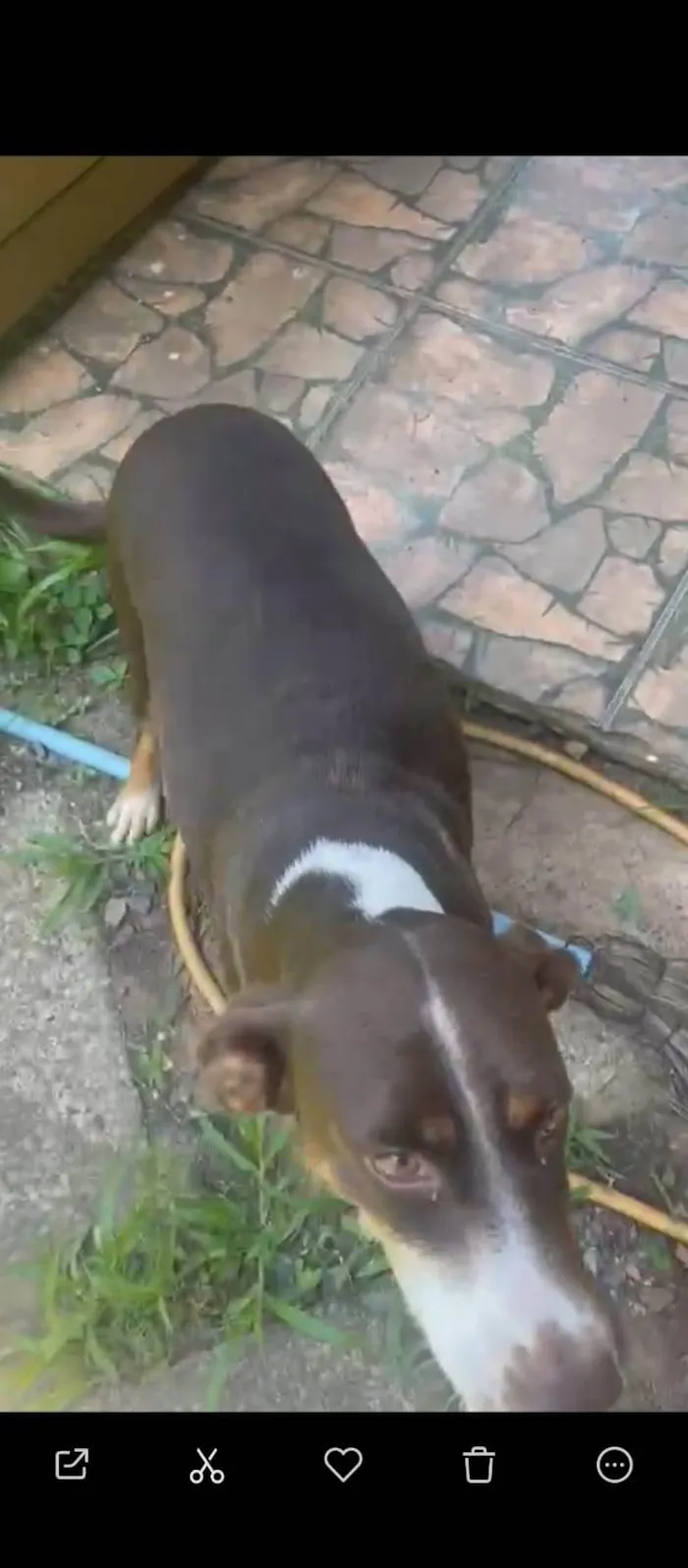 Cachorro ra a SRD-ViraLata idade 3 anos nome Mel