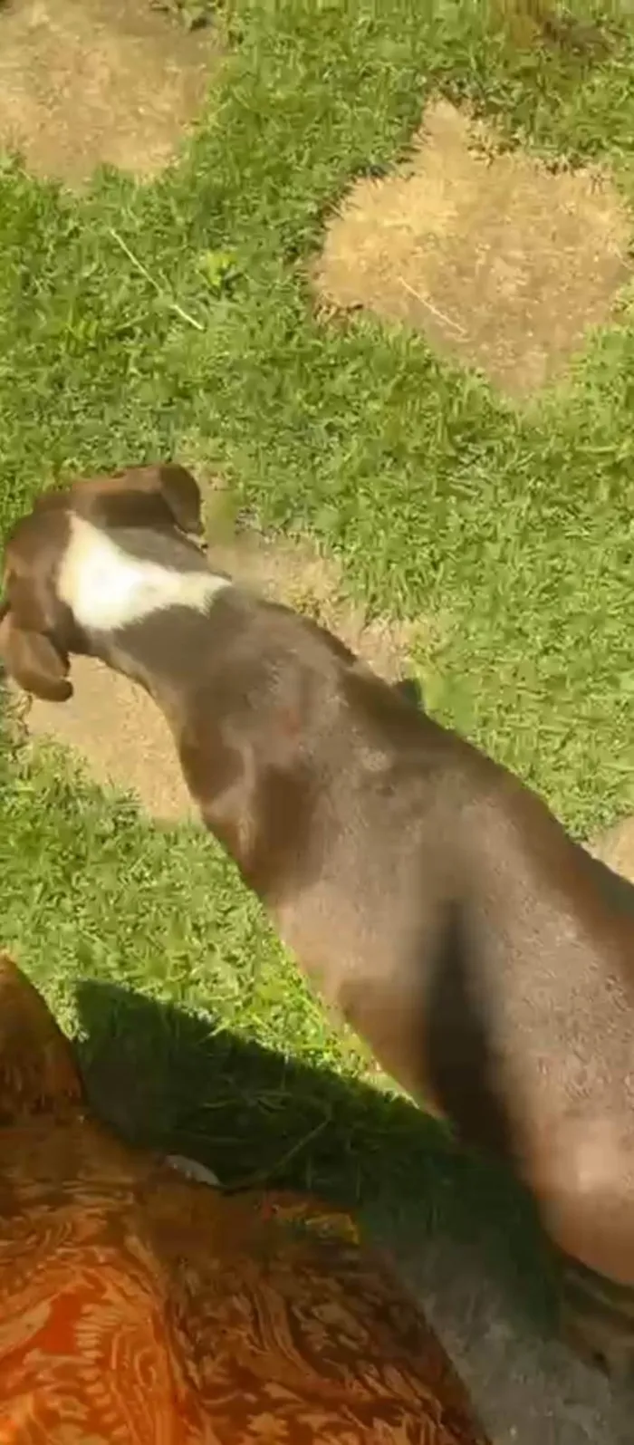 Cachorro ra a SRD-ViraLata idade 3 anos nome Mel