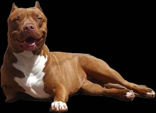 Cachorro ra a Pit-Bull idade 2 anos nome Athena 