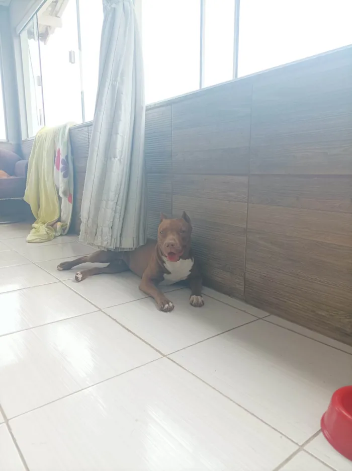 Cachorro ra a Pit-Bull idade 2 anos nome Athena 