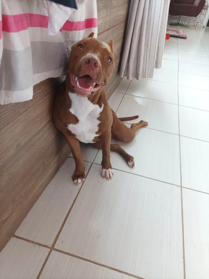 Cachorro ra a Pit-Bull idade 2 anos nome Athena 