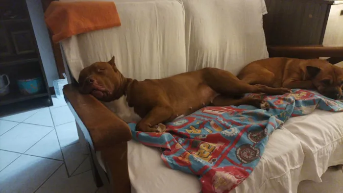 Cachorro ra a Pit-Bull idade 2 anos nome Athena 