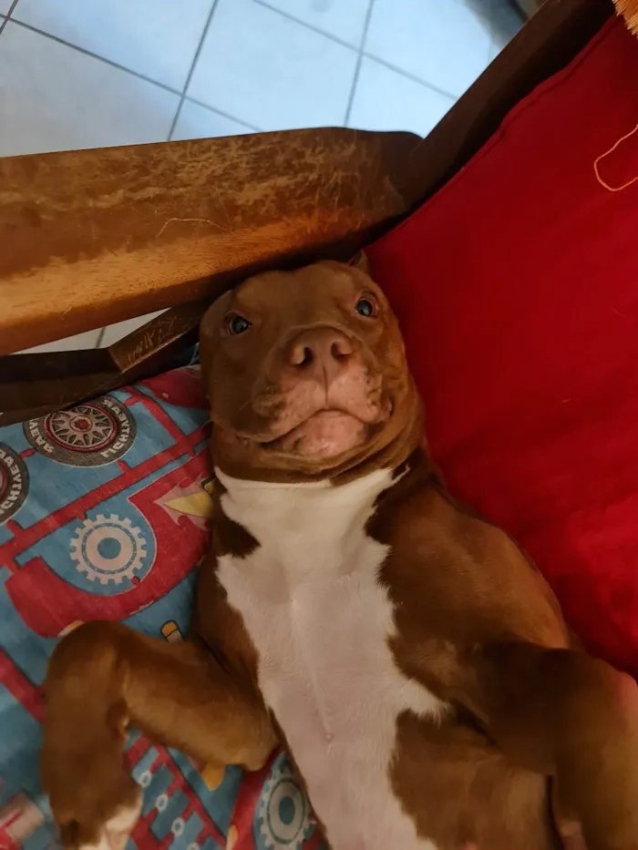 Cachorro ra a Pit-Bull idade 2 anos nome Athena 