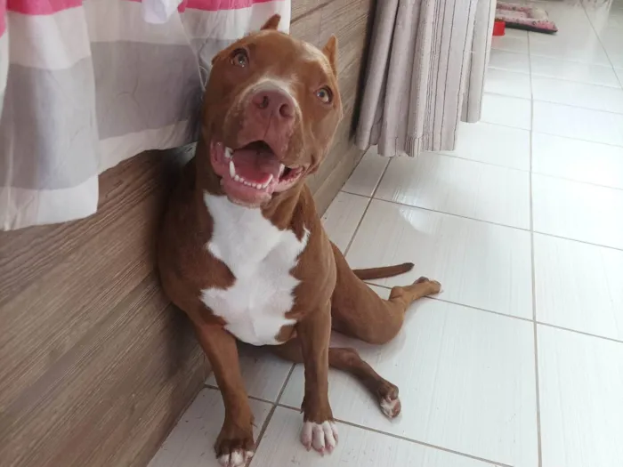 Cachorro ra a Pit-Bull idade 2 anos nome Athena 