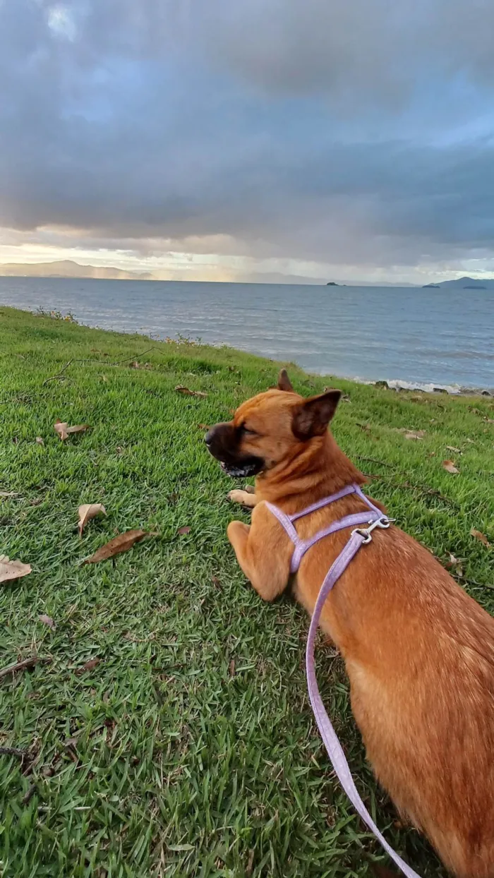 Cachorro ra a SRD-ViraLata idade 3 anos nome Maya