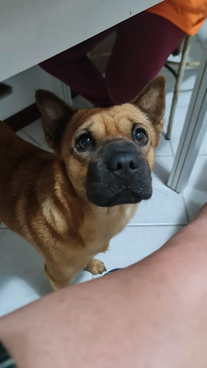 Cachorro ra a SRD-ViraLata idade 3 anos nome Maya