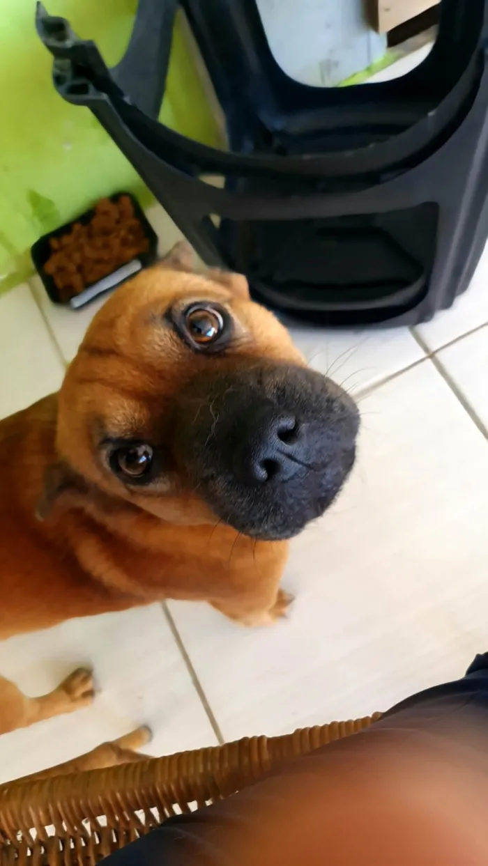 Cachorro ra a SRD-ViraLata idade 3 anos nome Maya