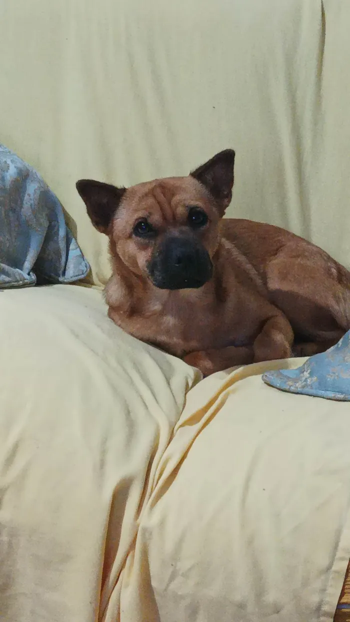 Cachorro ra a SRD-ViraLata idade 3 anos nome Maya