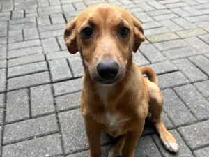 Cachorro raça SRD-ViraLata idade 7 a 11 meses nome Fido