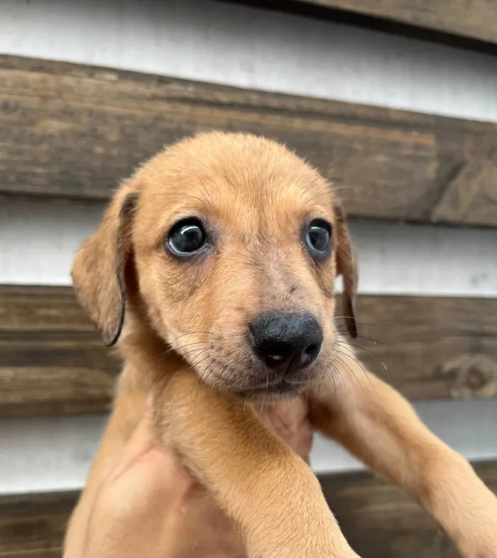 Cachorro ra a SRD-ViraLata idade 2 a 6 meses nome Taylor Swift 