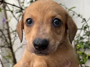 Cachorro raça SRD-ViraLata idade 2 a 6 meses nome Taylor Swift 