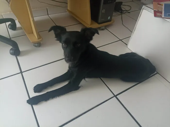 Cachorro ra a SRD-ViraLata idade 2 a 6 meses nome Petucia