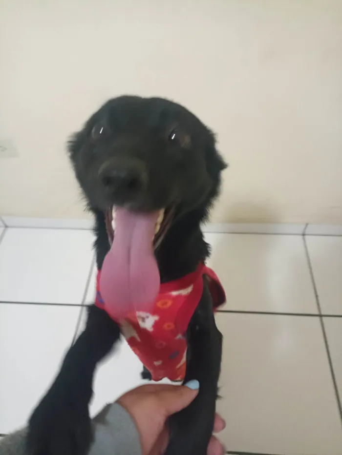 Cachorro ra a SRD-ViraLata idade 2 a 6 meses nome Petucia