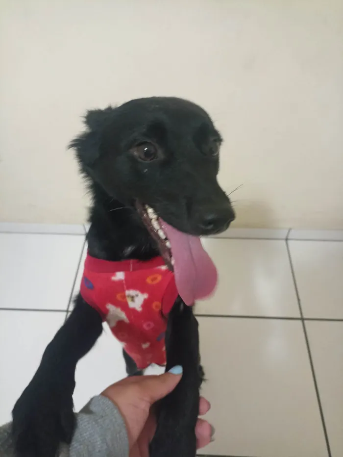 Cachorro ra a SRD-ViraLata idade 2 a 6 meses nome Petucia