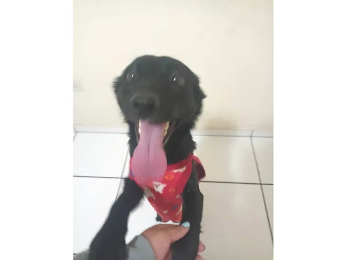 Cachorro ra a SRD-ViraLata idade 2 a 6 meses nome Petucia