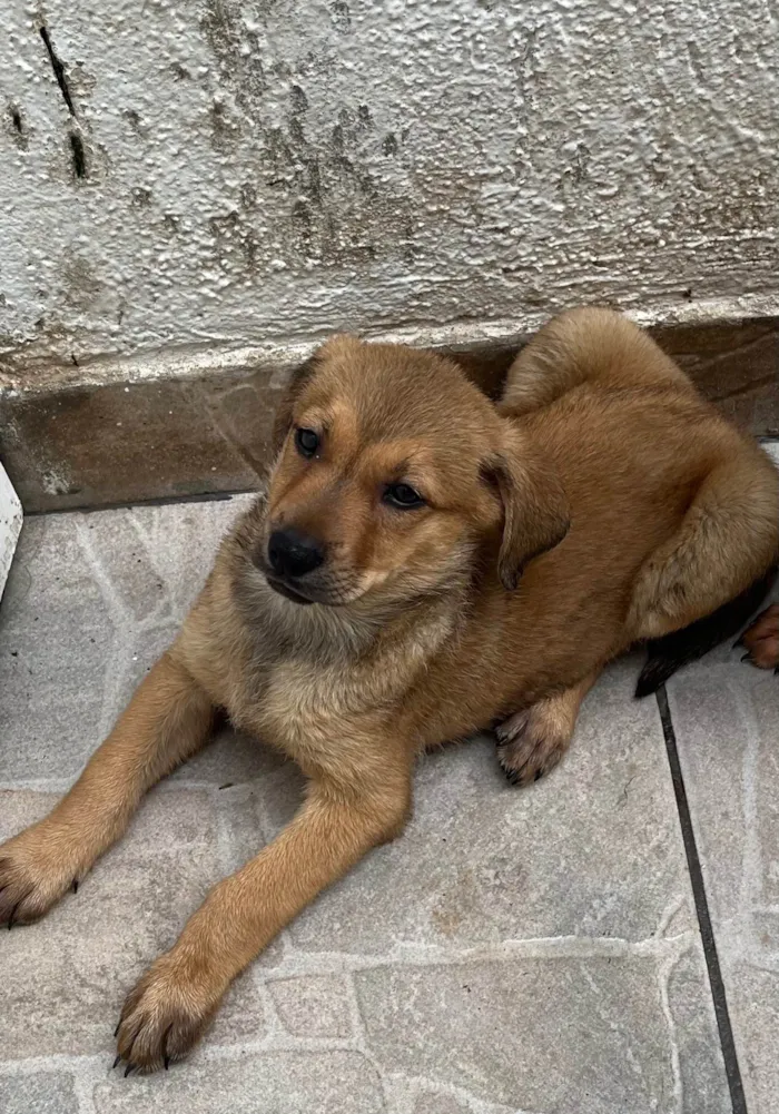 Cachorro ra a SRD-ViraLata idade 2 a 6 meses nome Shakira