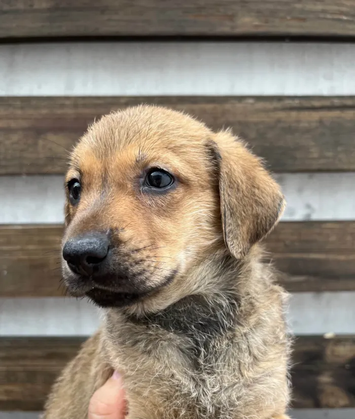 Cachorro ra a SRD-ViraLata idade 2 a 6 meses nome Shakira