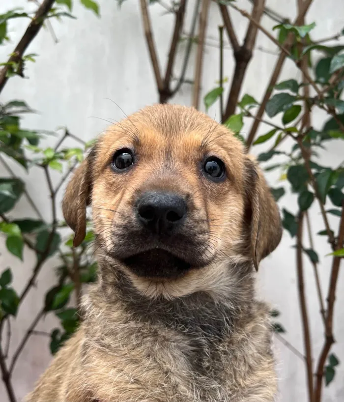 Cachorro ra a SRD-ViraLata idade 2 a 6 meses nome Shakira