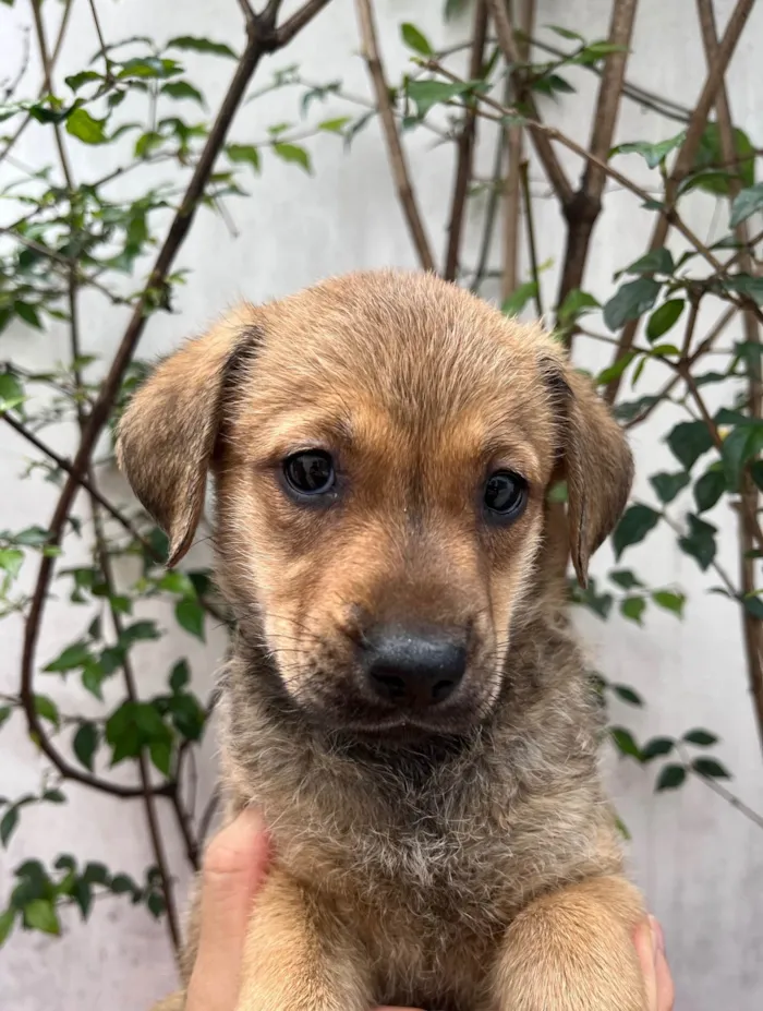 Cachorro ra a SRD-ViraLata idade 2 a 6 meses nome Shakira