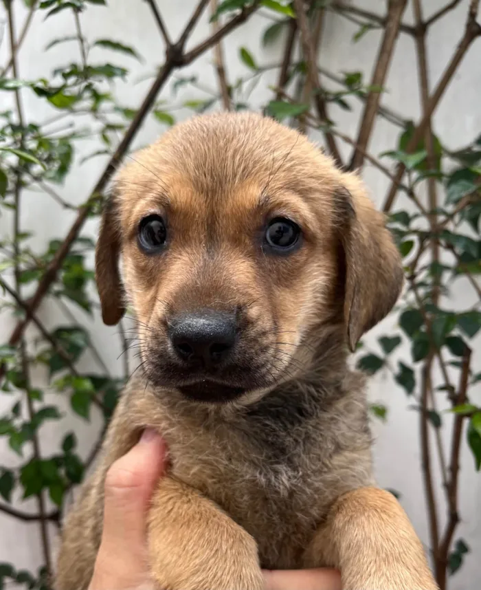 Cachorro ra a SRD-ViraLata idade 2 a 6 meses nome Shakira