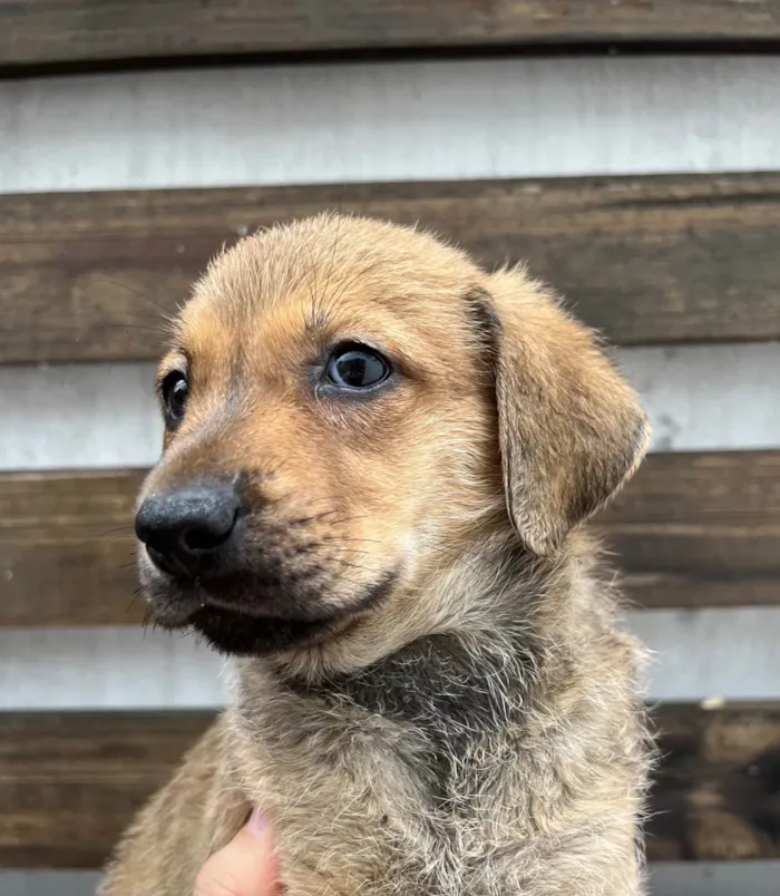 Cachorro ra a SRD-ViraLata idade 2 a 6 meses nome Shakira