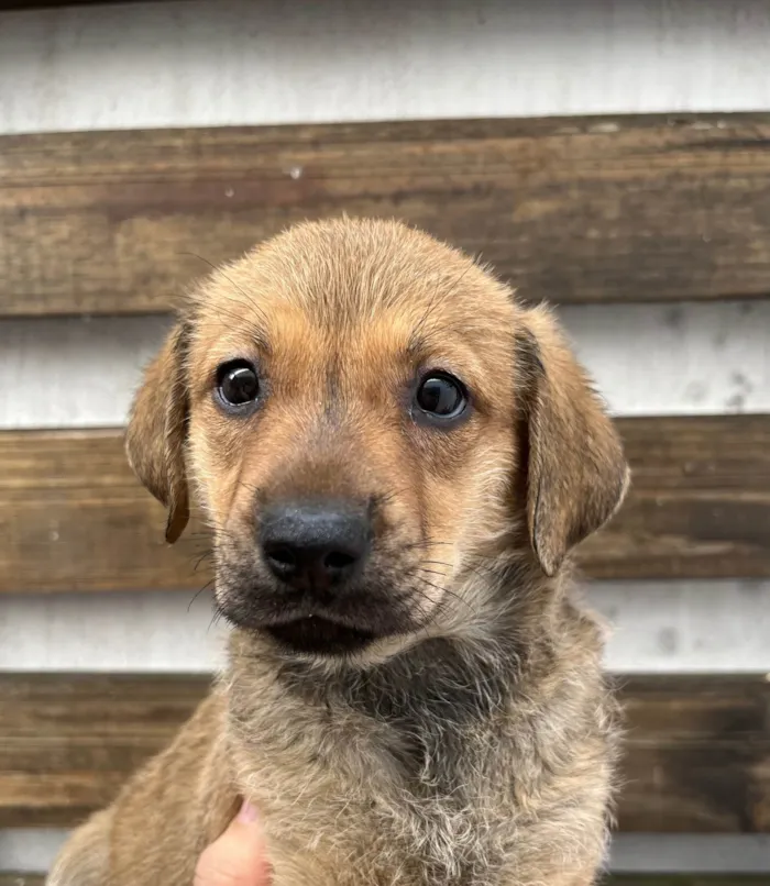 Cachorro ra a SRD-ViraLata idade 2 a 6 meses nome Shakira