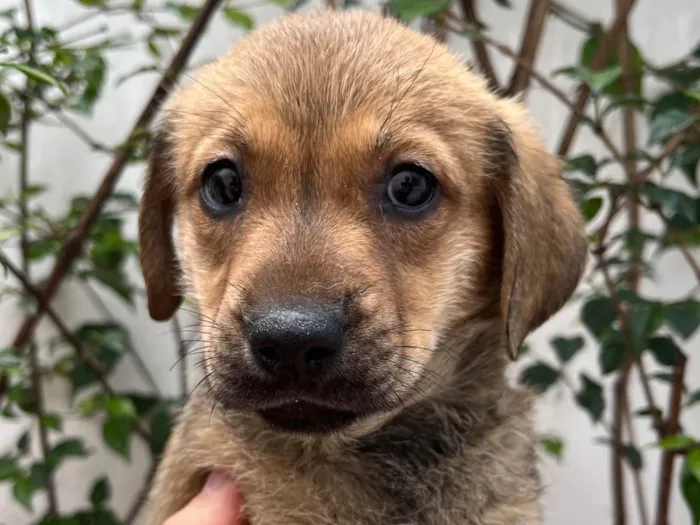 Cachorro ra a SRD-ViraLata idade 2 a 6 meses nome Shakira