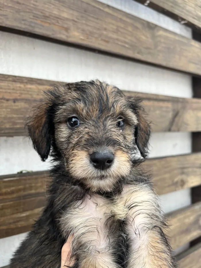 Cachorro ra a SRD-ViraLata idade 2 a 6 meses nome Michael Jackson